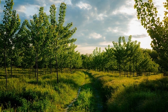 forest trail, forest road, daylight, sunlight, spring time, bright, tree, foliage, ecosystem, poplar