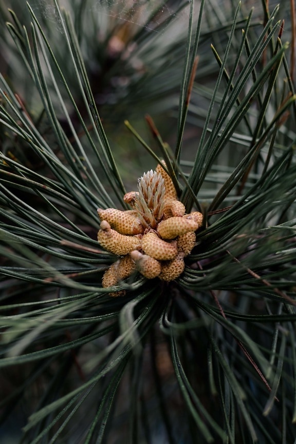 conifers, branchlet, close-up, cypress, pine, leaf, trees, nature, evergreen, conifer