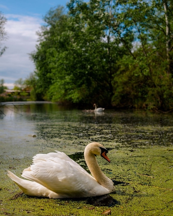 atmosphere, birds, calm, majestic, swan, marshland, natural habitat, ecology, beak, bird