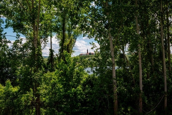 trees, forest, poplar, castle, church tower, distance, perspective, tree, landscape, wood