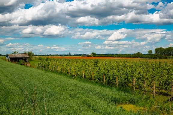 wheatfield, field, agriculture, shed, orchard, farmhouse, farmland, grass, rapeseed, farm