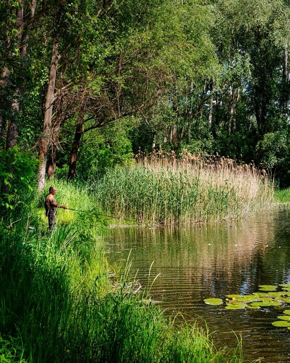 fisherman, fishing, lakeside, marshland, grassy, tree, landscape, wetland, water, land
