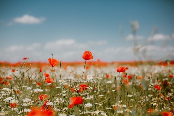 flower bud, chamomile, poppy, ecosystem, wildflower, natural habitat, wildlife, bloom, spring, meadow