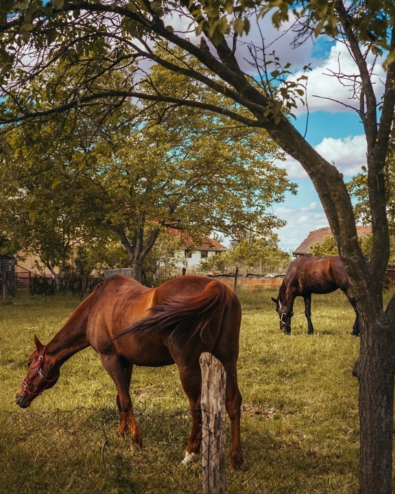 horses, light brown, farmland, ranch, grazing, village, cattle, livestock, animal, grass