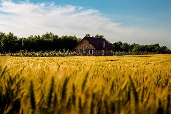 farmland, farm, farmhouse, farming, agriculture, wheatfield, idyllic, landscape, majestic, rural