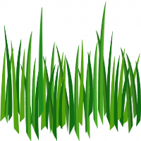 Grass PNG