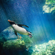 Penguin diving