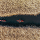 Group of people in kayaks among reeds on the autumn river