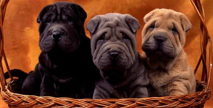 Image with missing alt attribute found on topixpawsome.com