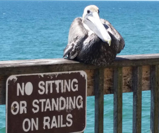 Image with missing alt attribute found on topixpawsome.com