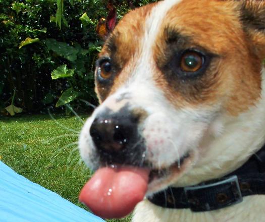 Image with missing alt attribute found on topixpawsome.com