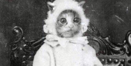 Image with missing alt attribute found on topixpawsome.com