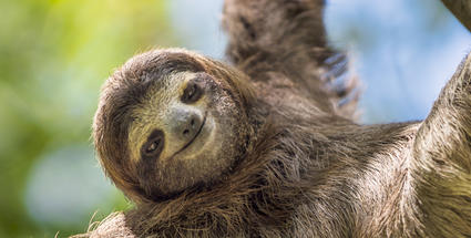 Image with missing alt attribute found on topixpawsome.com