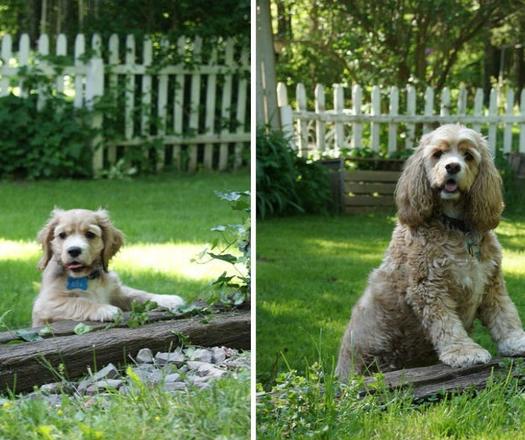 Image with missing alt attribute found on topixpawsome.com