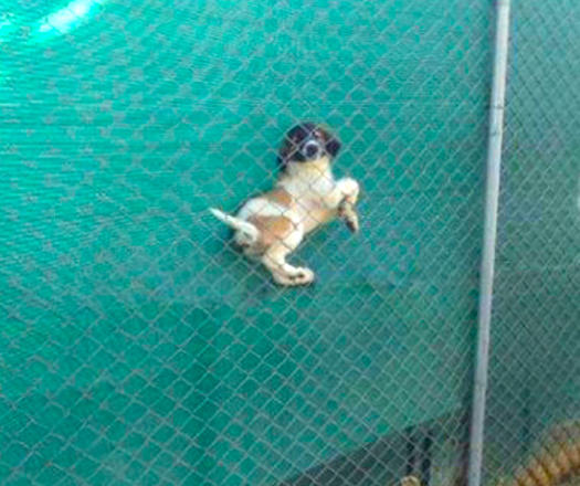 Image with missing alt attribute found on topixpawsome.com