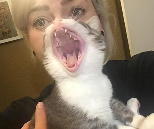 Image with missing alt attribute found on topixpawsome.com