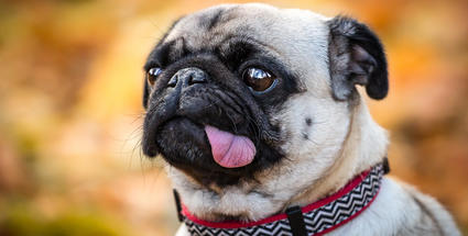 Image with missing alt attribute found on topixpawsome.com