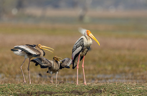 Image with missing alt attribute found on rajasthanindiatourdriver.com