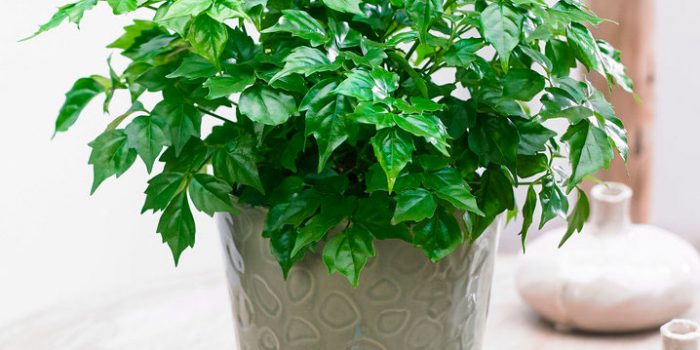 Радермахера