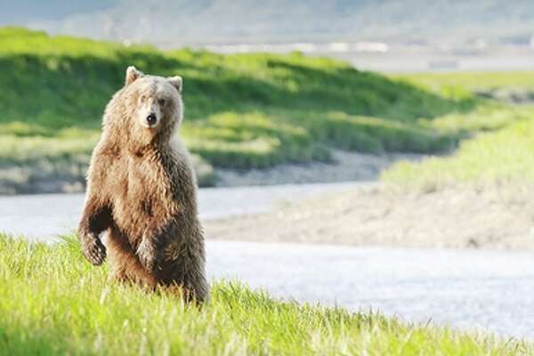 Travelzoo Bear Alaska
