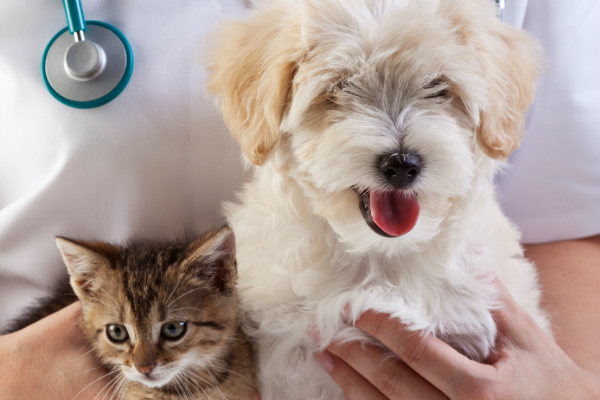 Image with missing alt attribute found on pre-kpages.com