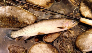 Image with missing alt attribute found on eastidahonews.com