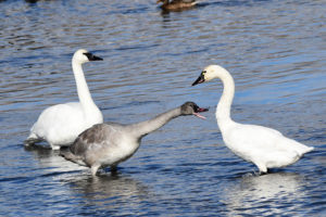 Image with missing alt attribute found on eastidahonews.com