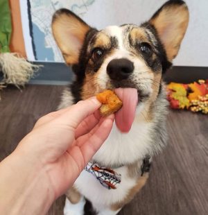 Image with missing alt attribute found on dogtopia.com