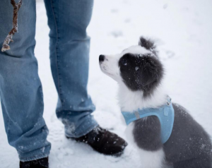 Image with missing alt attribute found on dogtopia.com