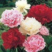 Peonies