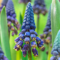 Giant Blue Grape Hyacinth