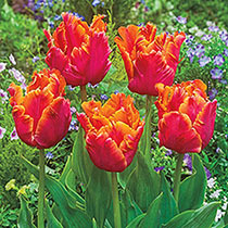 Amazing Parrot Tulip