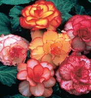 Begonia Flower Bulbs