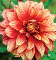 Dahlia Flower Bulbs