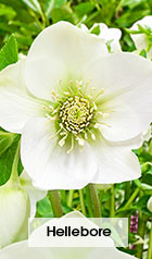 Hellebores