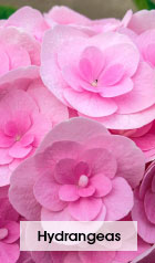 Hydrangeas