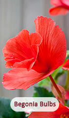 Begonia Bulbs