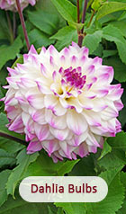 Dahlia Bulbs