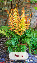 Ferns