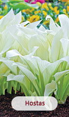 Hostas