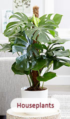 Houseplants