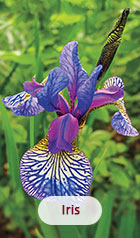 Iris