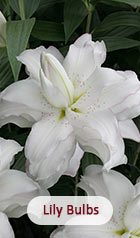 Lily Bulbs