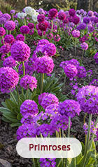 Primroses