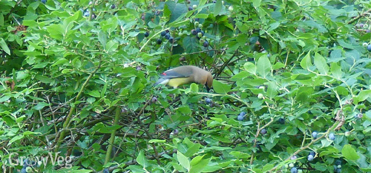 A cedar waxwing enjoys a blueberry breakfast