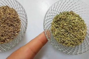 صورة فوائد الشمر واليانسون , اهميه تناول الاعشاب على الريق