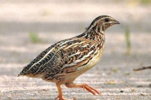 صورة فوائد طائر السمان , اهميه بيض السمان للوقايه من الامراض