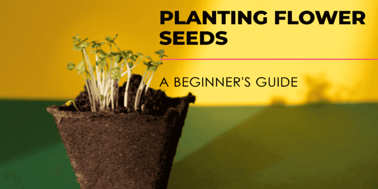 How to plant flower seeds - A Beginner's Guide to Planting Flower Seeds