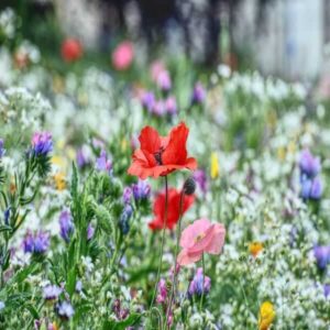 A colorful wildflower meadow in bloom, with a variety of flowers in different colors.
