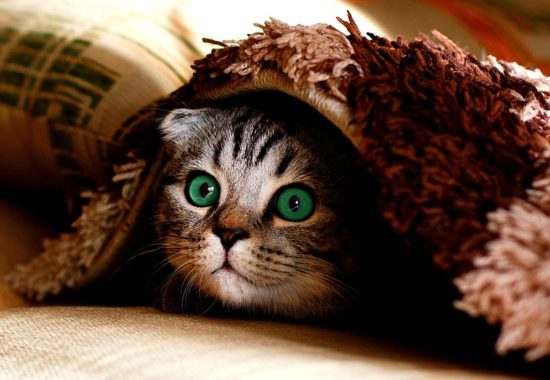 Image with missing alt attribute found on sharepointmaven.com